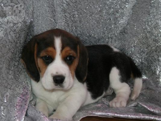 PoulaTo: Αξιολάτρευτα κουτάβια Beagle hatsapp/Viber +48785742139